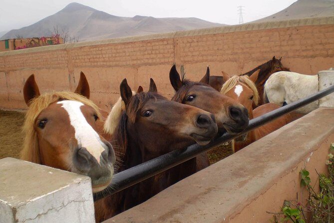 Lima: Premium Peruvian Horse Show with Lunch & Transfers - The drive out of Lima and the hacienda welcome
