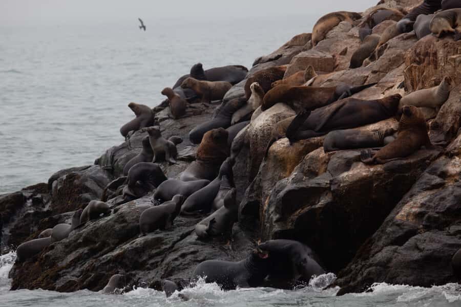 Lima: Sea Lion Swim and Wildlife Palomino Islands Cruise - Palomino Islands: Where the Swim Takes Over