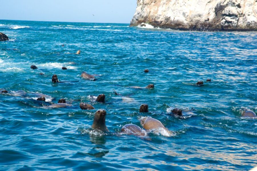 Lima: Sea Lion Swim and Wildlife Palomino Islands Cruise - What $76 Covers (and What Costs Extra)