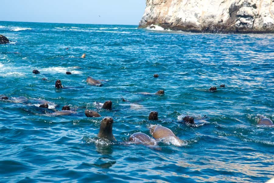 Lima: Sea Lion Swim and Wildlife Palomino Islands Cruise - Getting to La Punta Without Losing Time (Muelle Club Canottieri)