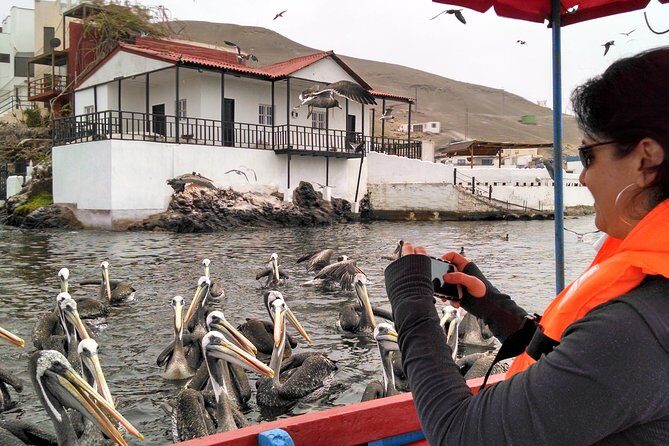 Marine wildlife observation in a fishing village - What You Learn From a Marine-Biologist Guide