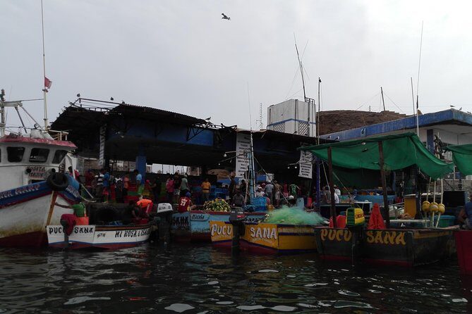 Marine wildlife observation in a fishing village - Small-Group and Private Comfort: Better Wildlife Watching