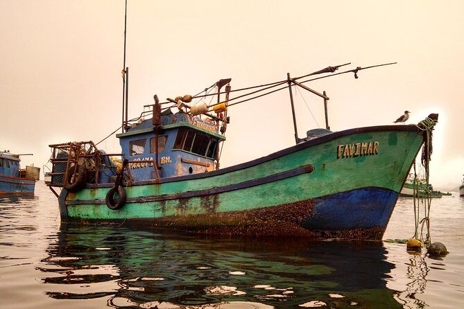 Marine wildlife observation in a fishing village - Who Should Book This Tour (and Who Might Skip It)