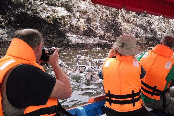 Marine wildlife observation in a fishing village - The Boat Ride: Sea Lions, Cormorants, Penguins, and Clear Water
