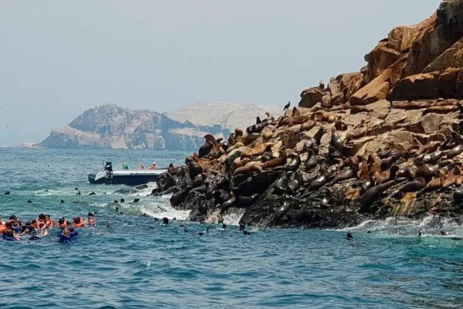 Palomino Islands Speedboat Tour and Swim with Sea Lions - Key things to know before you go