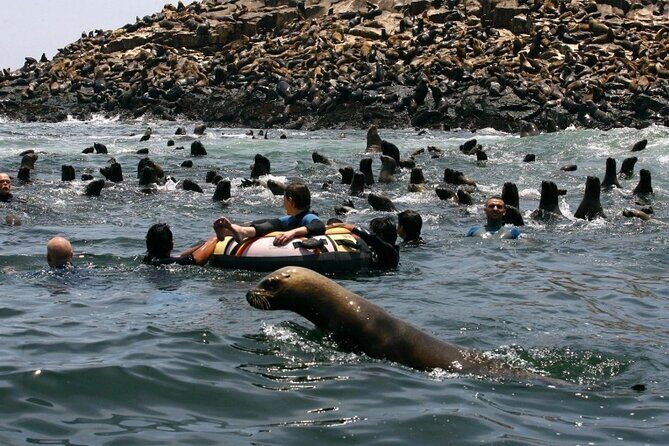 Palomino Islands Speedboat Tour and Swim with Sea Lions - Callao to Palomino: The kind of half-day that feels like a full story