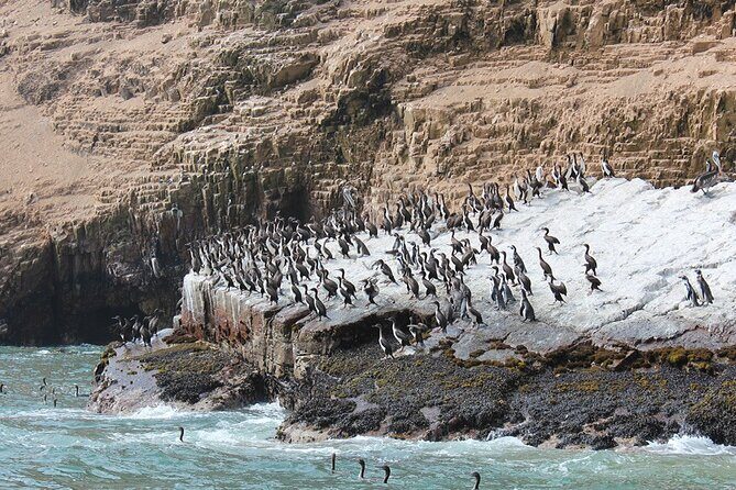 Palomino Islands Speedboat Tour and Swim with Sea Lions - San Lorenzo and El Fronton: military islands and archaeological sites from the boat