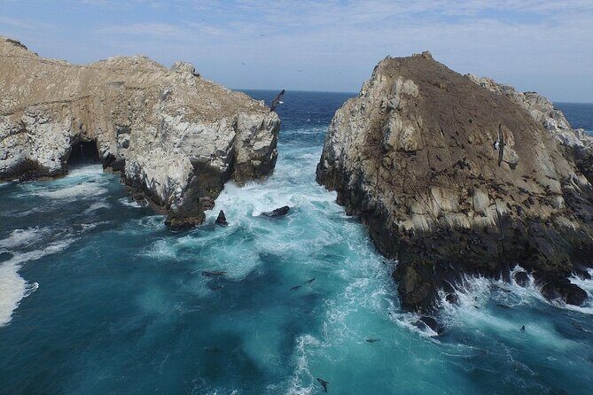 Palomino Islands Speedboat Tour and Swim with Sea Lions - Cavinzas and the penguin stop: why you’ll care about guano birds