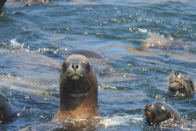 Palomino Islands Speedboat Tour and Swim with Sea Lions - Palomino Islands sea lions: what the swim option is really like