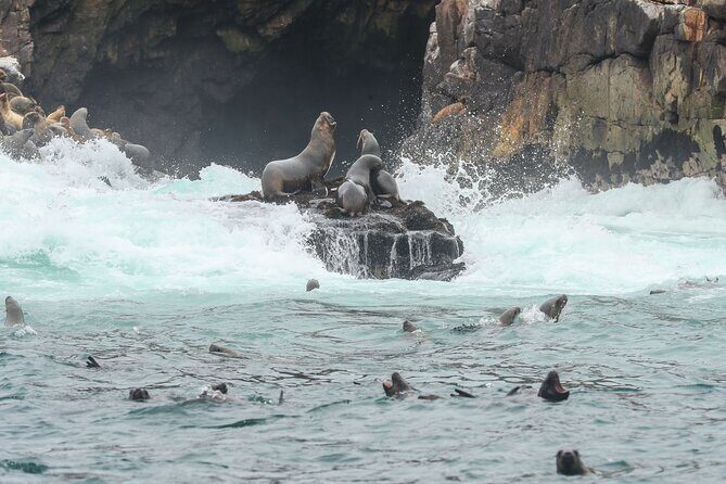 Palomino Islands Speedboat Tour and Swim with Sea Lions - What to bring: small items that make a big difference