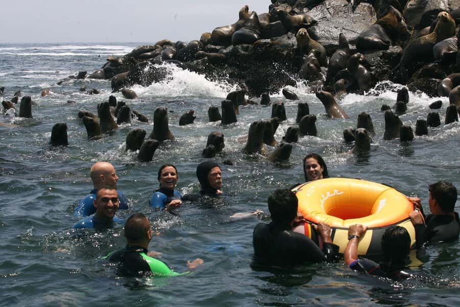 Palomino Islands Yacht Tour and swim alongside the sea lions - Key moments that make this tour worth your time