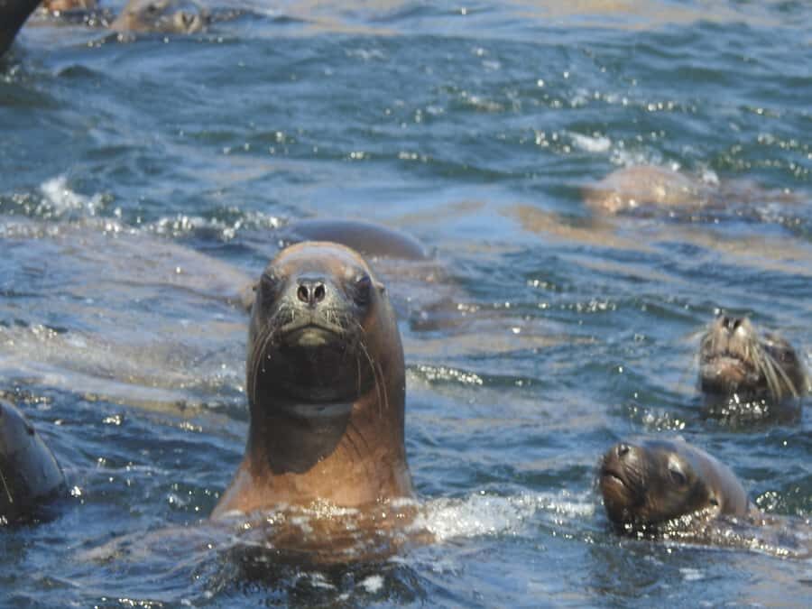 Palomino Islands Yacht Tour and swim alongside the sea lions - The Palomino swim: 15–20 minutes with sea lions and crew support in the water