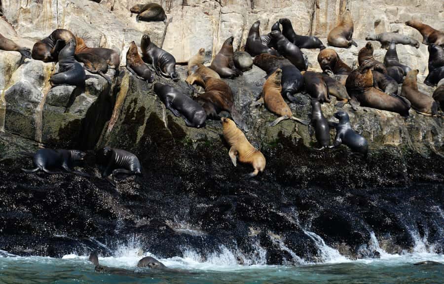 Palomino Islands Yacht Tour and swim alongside the sea lions - Other islands and viewpoints on the way: La Punta, Chucuito, El Camotal, Frontón, and Cabinzas
