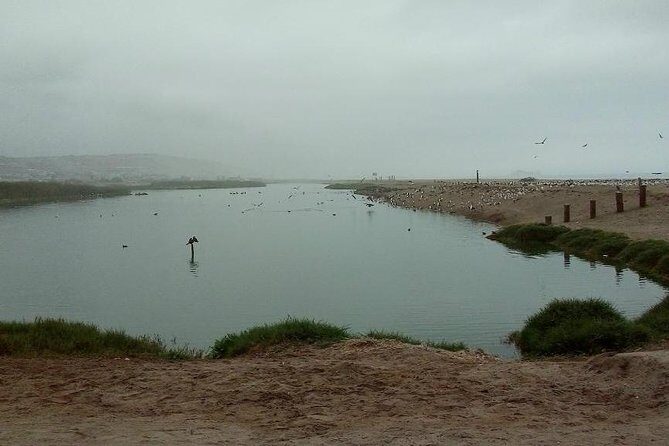 Pantanos de Villa Wildlife Refuge Tour in Lima - Your Guide’s Job: Spot Birds, Teach You How to Watch