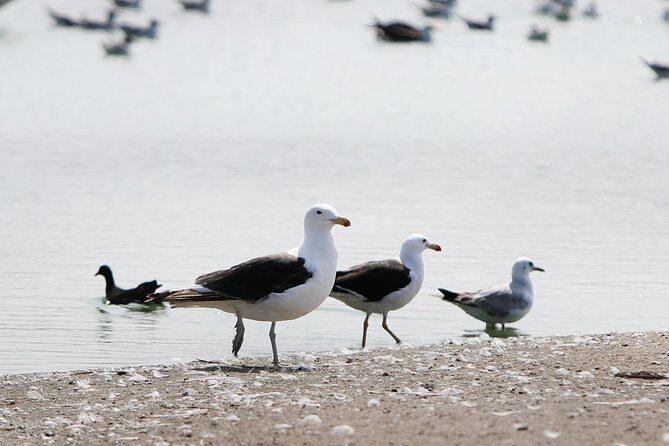 Pantanos de Villa Wildlife Refuge Tour in Lima - Comfort Tips: Shoes, Terrain, and What to Bring