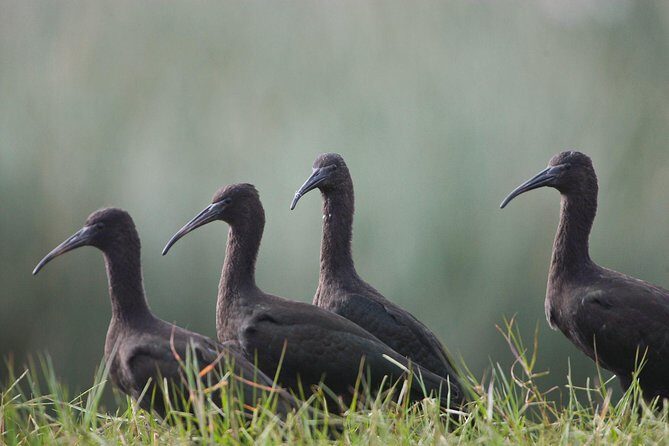 Pantanos de Villa Wildlife Refuge Tour in Lima - The 4-Hour Flow: What You Actually Do on This Tour