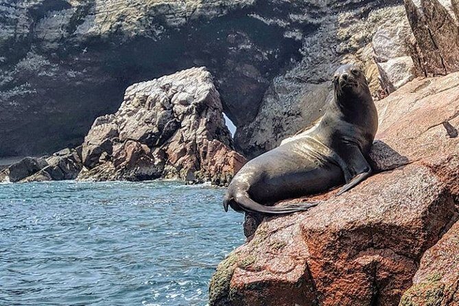 Paracas and Nazca Lines Full Day - Weather and cancellations: the part you can’t control