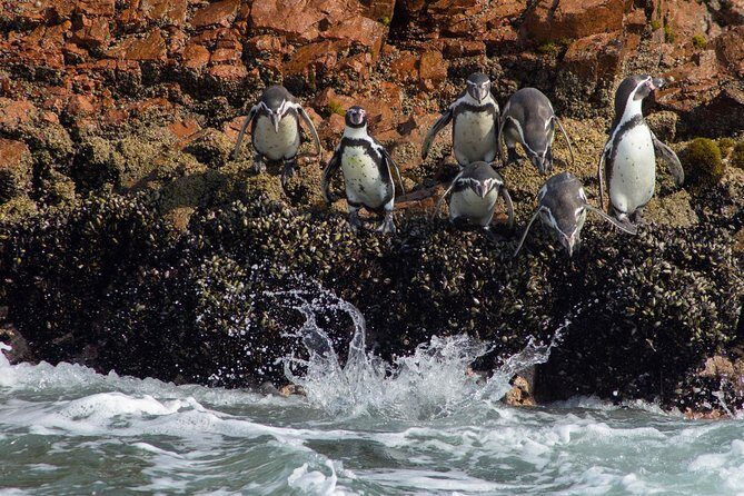 Paracas - Ica Full Day (Private tour) - Paracas Bay and the speedboat to the Ballestas Islands