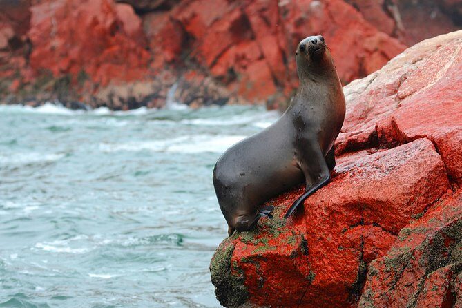 Paracas National Reserve & Ballestas Islands Tour from Lima - Las Islas Ballestas: speedboat wildlife watching that hits fast