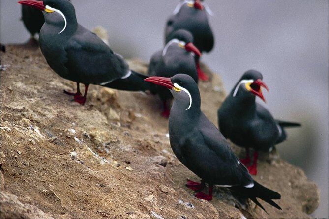 Paracas National Reserve & Ballestas Islands Tour from Lima - Guide quality: what you should expect from the people side