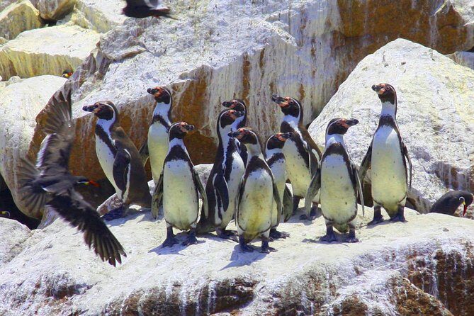 Paracas National Reserve & Ballestas Islands Tour from Lima - Price and value: is $195 a fair deal?