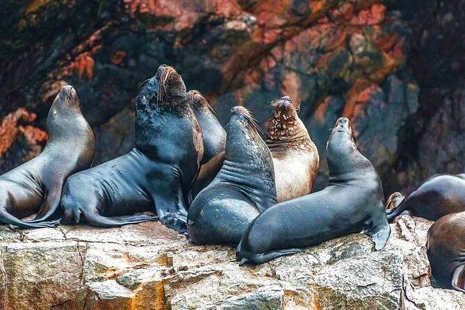 Paracas National Reserve & Ballestas Islands Tour from Lima - Logistics that matter: pickup zones, tickets, and group size