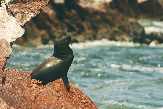 Paracas National Reserve & Ballestas Islands Tour from Lima - Getting from Lima to Paracas: shared transport, private comfort