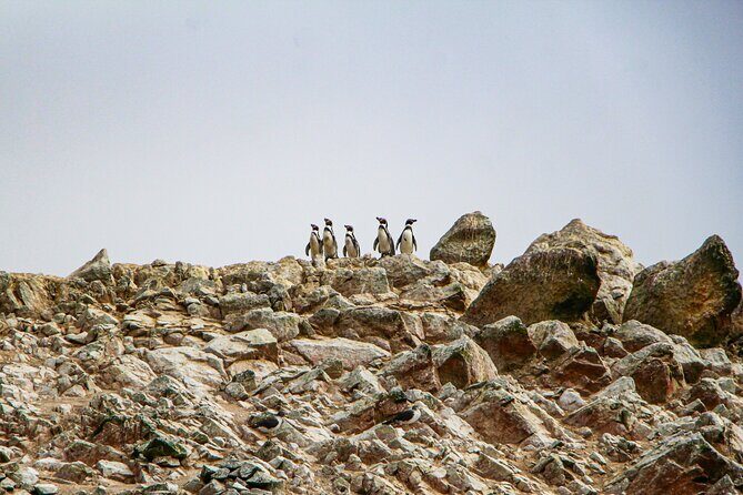 Paracas Tour with Ballestas Islands, Ica and Huacachina with Sunset - Ica: lunch flexibility, optional menu add-on, and a pisco reset