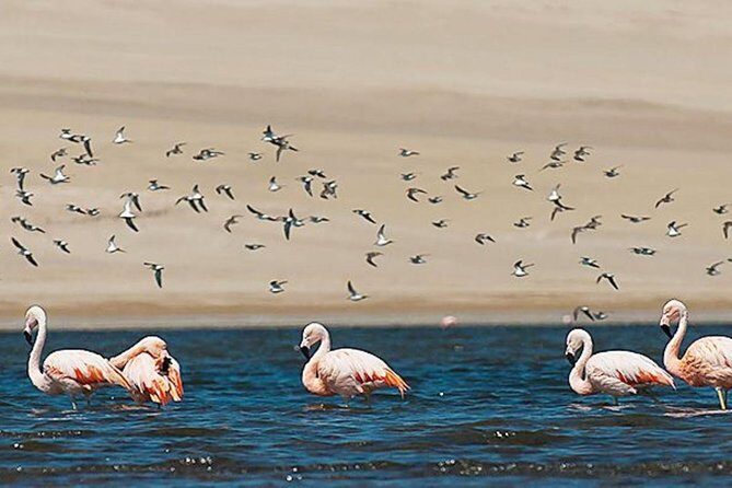 Private Full-Day Paracas Reserve and Ballestas Islands from Lima - Quick highlights before you go