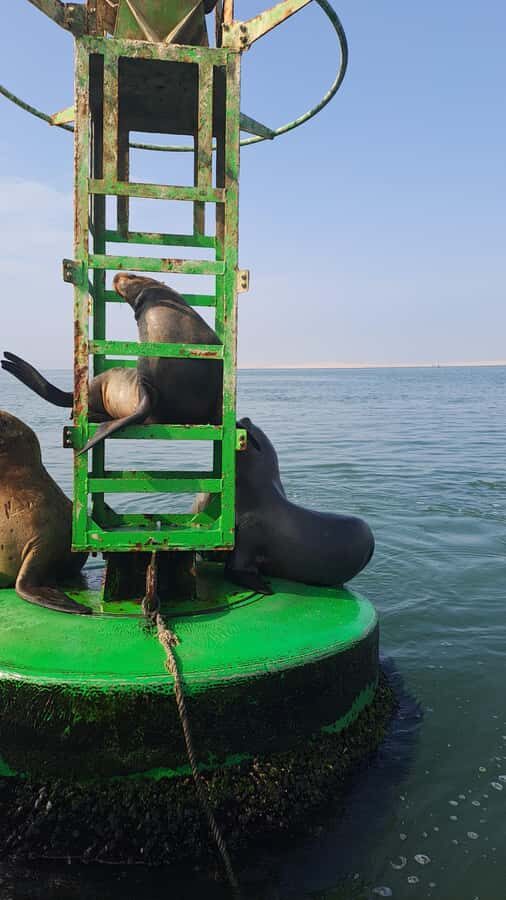 Private Tour: Ballestas Island & Huacachina Oasis, from Lima - FAQ