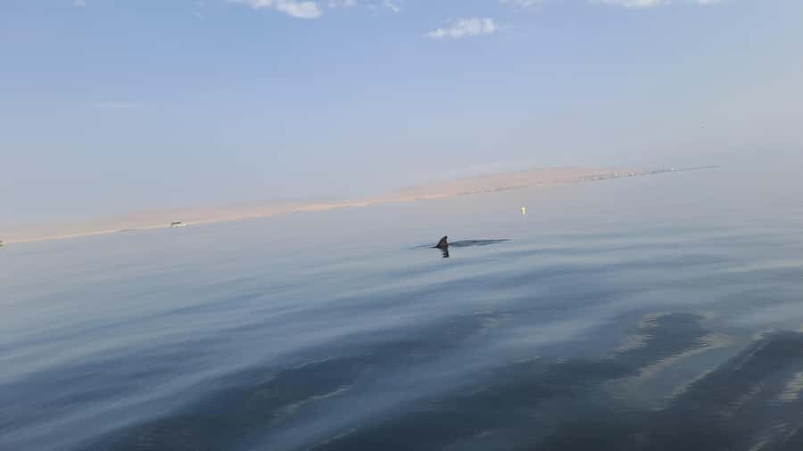 Private Tour: Ballestas Island & Huacachina Oasis, from Lima - Ballestas Island boat time: Dolphins, penguins, and real sea life