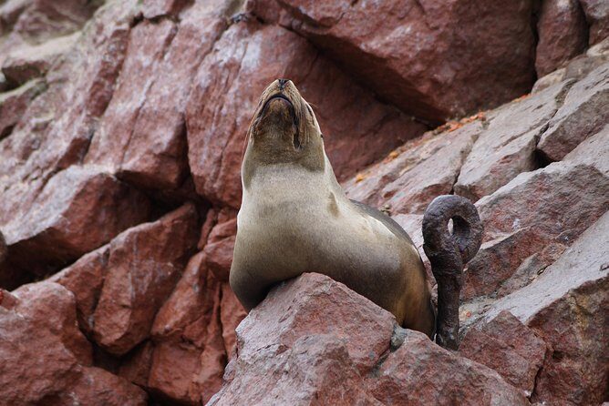 PRIVATE TOUR from Lima to Oasis and ballestas Island(make your own schedule) - Getting on the road: early start and a real 16-hour timeline