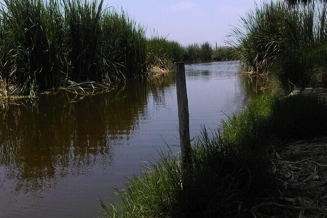Private Tour in Pachacamac Temple and Pantanos de Villa Reserve - Bird time in Lima: what to watch for (and how to enjoy it)