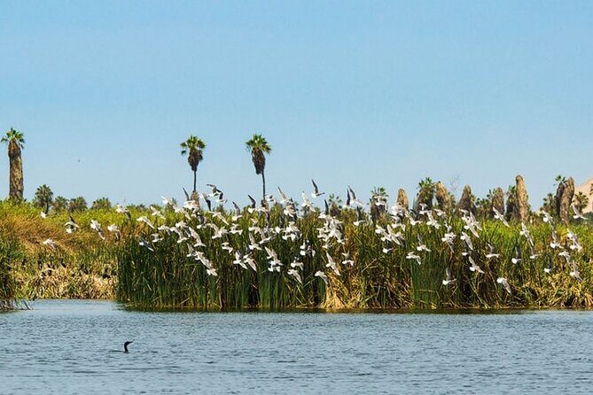 Private Tour in Pachacamac Temple and Pantanos de Villa Reserve - The private guide experience in English (and why it matters)