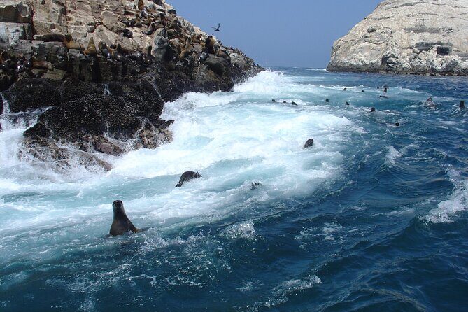 Private Tour to spot Sea Lions in Palomino Islands From Lima - How Many Sea Lions Will You See (and Why It Varies)