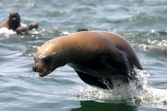 Private Tour to spot Sea Lions in Palomino Islands From Lima - The Crew and Safety Tone: Fun, Clear, and Focused