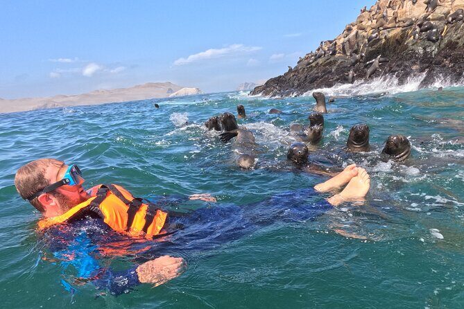 Swim with sea lions in tourist boat Palomino Islands LIMA - Key points worth knowing