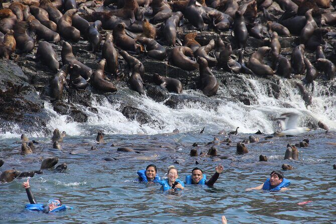 Swim with sea lions in tourist boat Palomino Islands LIMA - Who this swim with sea lions suits best