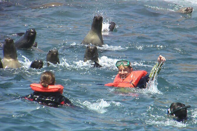 Swim with sea lions in tourist boat Palomino Islands LIMA - Should you book Palomino Islands with Ecocruceros?