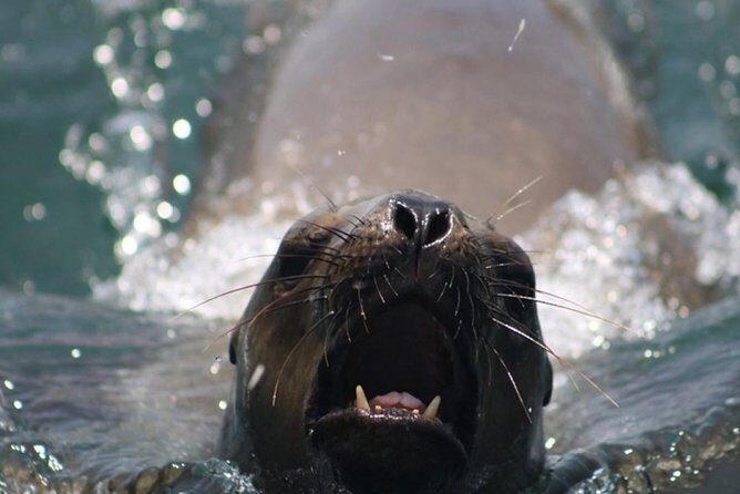 Swimming with Sea Lions in Lima - Palomino Island’s wild setup: why the sea lions feel so close