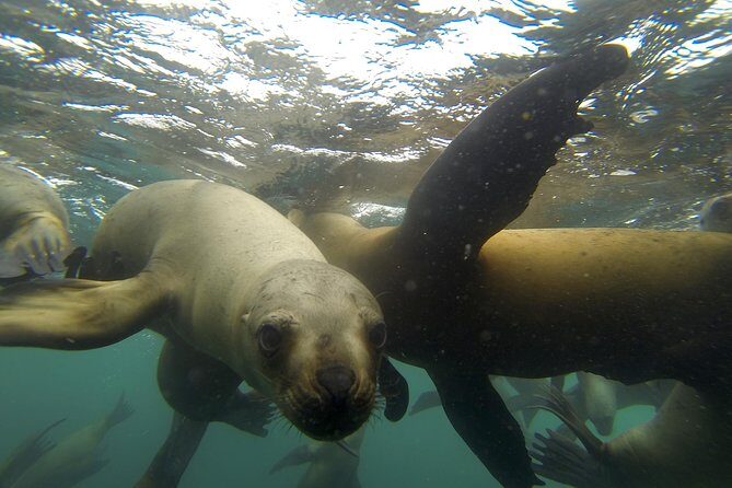Swimming with Sea Lions in Lima - The Palomino swim: gear, safety basics, and how to make it comfortable
