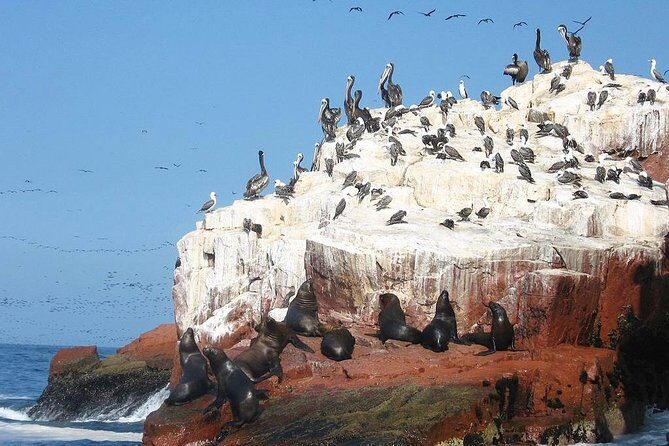 Ultimate Comfort: Lima to Huacachina, Ballestas and Vineyard - Guides, Safety, and the Small-Group Advantage