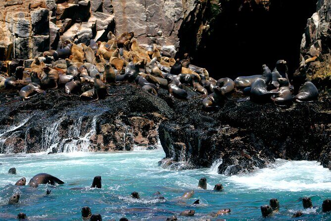 Visit the Sea Lions in Palomino Islands, in Lima Peru - From La Punta to Callao Bay: What the Boat Ride Really Brings