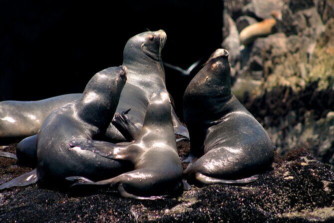 Visit the Sea Lions in Palomino Islands, in Lima Peru - Palomino Island Sea Lions: The Main Event Swim (and How to Make It Easy)