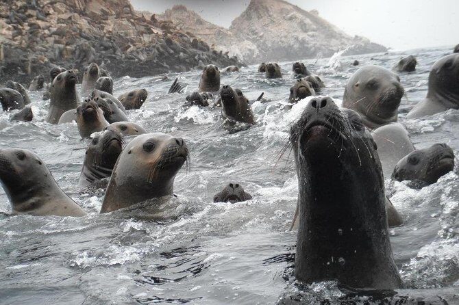 Visit the Sea Lions in Palomino Islands, in Lima Peru - What’s Included in the Price (and the Real Value Math)