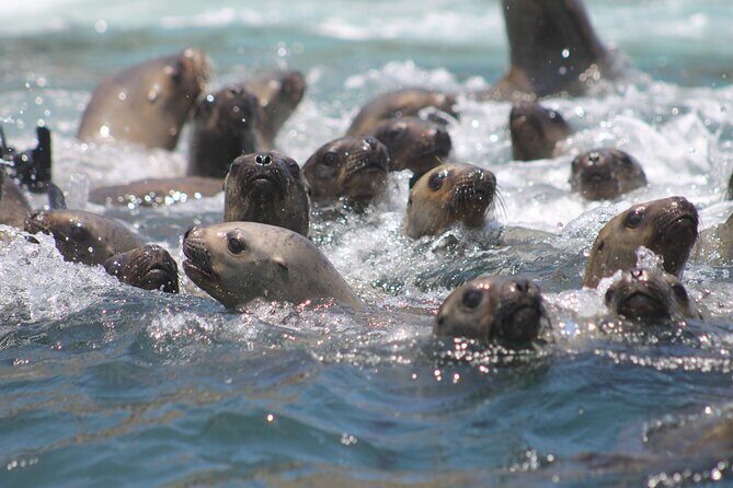 Visit the Sea Lions in Palomino Islands, in Lima Peru - Logistics That Can Make or Break Your Morning