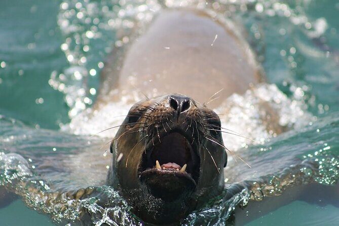 Visit the Sea Lions in Palomino Islands, in Lima Peru - Who This Tour Suits Best (and Who Should Think Twice)