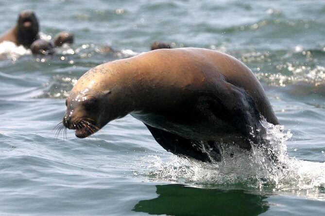 Visit the Sea Lions in Palomino Islands, in Lima Peru - Safety and Responsible Animal Encounters: What to Expect